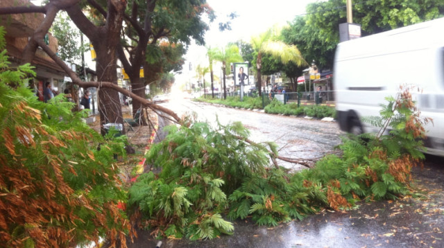 עץ קרס ברחוב הראשי בכפר סבא (צילום: סער ורדי)