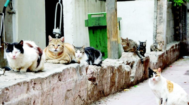 חתולי רחוב  (צילום: רשאל סרוטי פלאש 90)