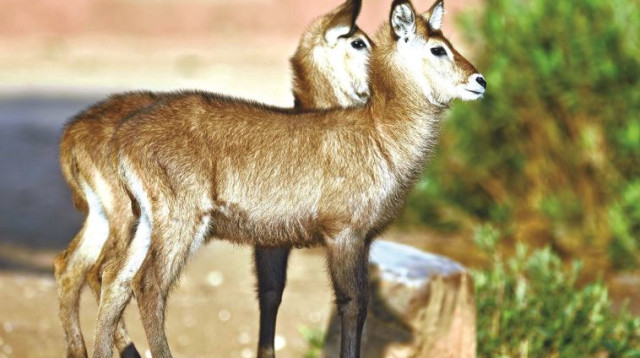 אנטילופות (צילום: טיבור יגר)