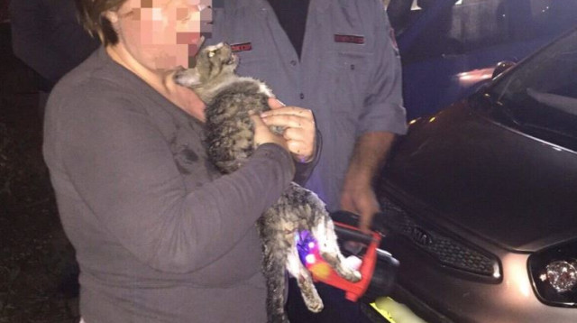 לוחמי האש מחלצים חתולה (צילום: כב"א)