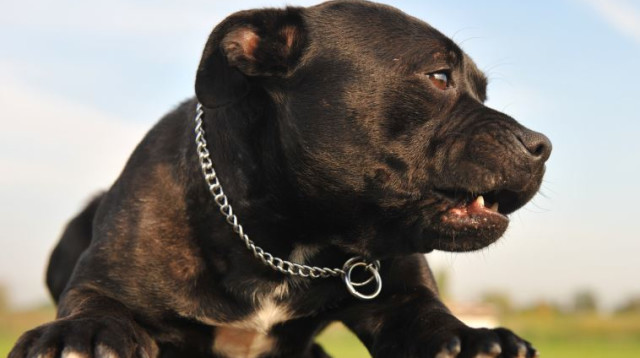 פיטבול (צילום: אינגאימג)