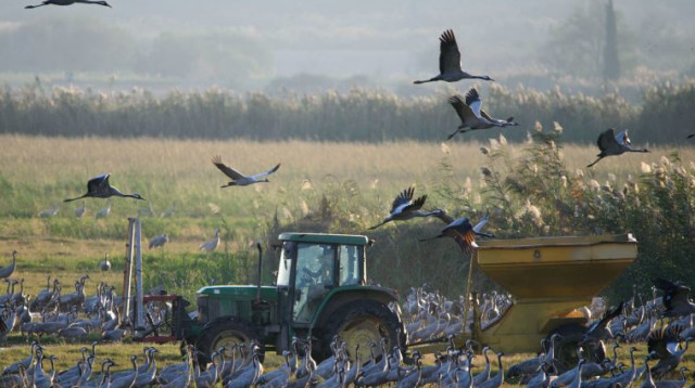 האכלת עגורים עמק החולה (צילום: אייל מרגולין, ג'יני)