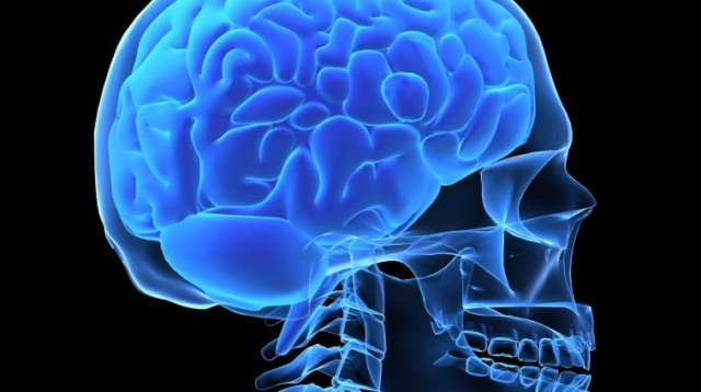 מוח, גולגולת, המוח האנושי (צילום: ingimage/ASAP)