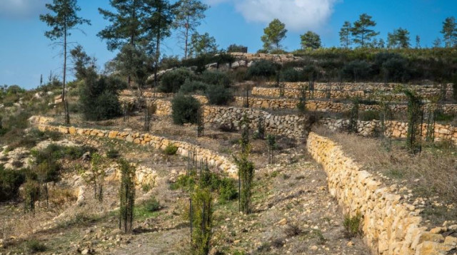 טרסות שנחשפו ביערות הכרמל (צילום: קק"ל)