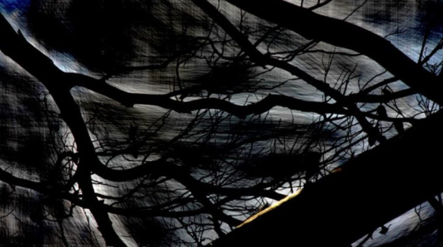 יער הכרמל, מתוך התערוכה "צלקות" (צילום: אלון שפריר)