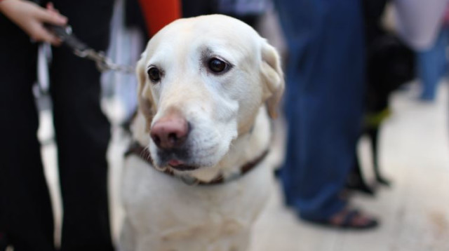 כלב נחייה (צילום: קובי גדעון, פלאש 90)