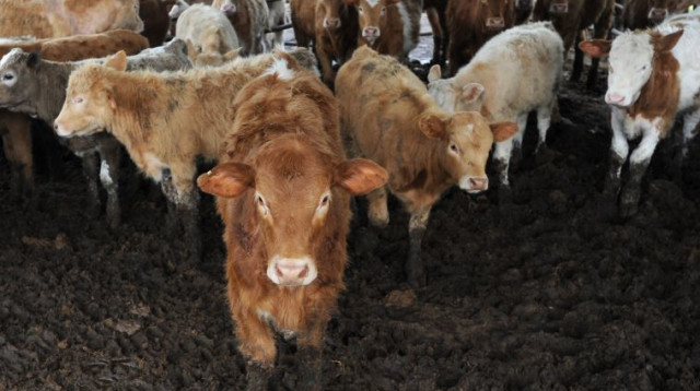 פרות ברפת, ארכיון (צילום: גילי יערי, פלאש 90)