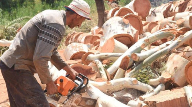 כריתת אקליפטוסים בגולן (צילום: תקשורת יעל שביט)