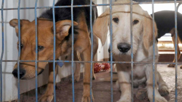 כלבים בהסגר (צילום: יגאל לוי)