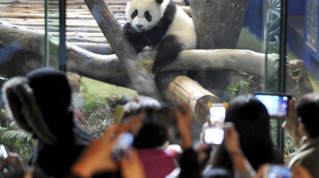 יואן זאי, גורת הפנדה בת השנתיים  (צילום: רויטרס)