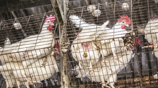 לול תרנגולות (צילום: פרויקט קירות שקופים)