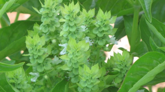 צמחי תבלין (צילום: מכון וולקני)