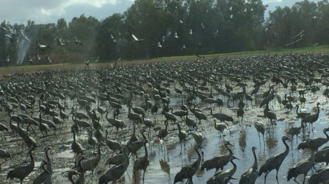 עגורים אגמון קקל החולה  (צילום: ענבר אלדר, קק"ל)