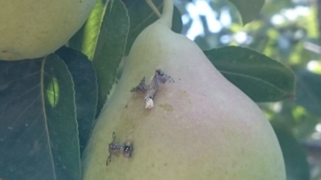 זבוב פירות (צילום: דר' מרים זילברשטיין)