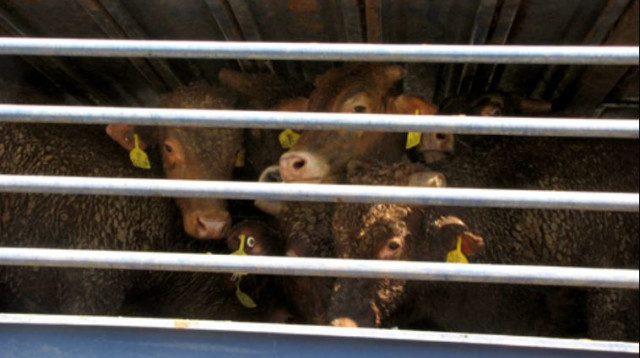 עגלים במשאית (צילום: אנונימוס)