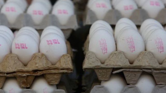 תבנית ביצים (צילום: מרק ישראל סלם)