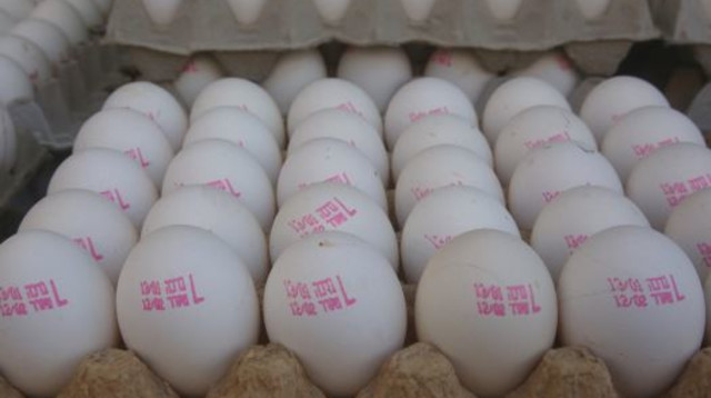 ביצים (צילום: מרק ישראל סלם)