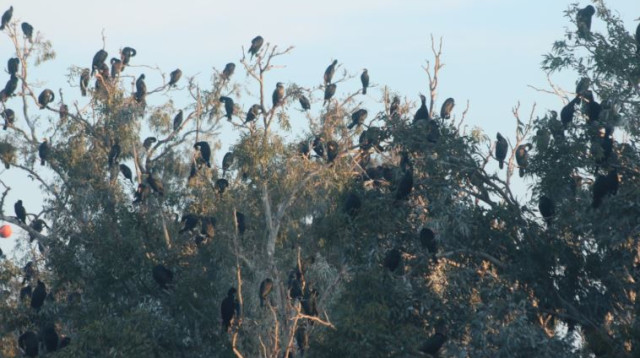 קורמורנים בקישון (צילום: אולגה ודוב, רשות נחל הקישון)