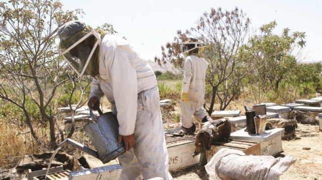 כוורות באזור חברון (צילום: נתי שוחט, פלאש 90)