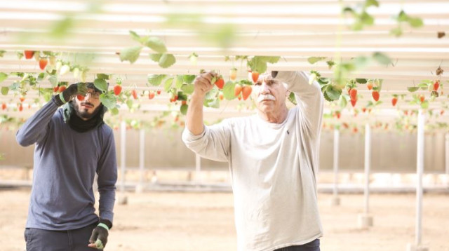 חקלאי בערבה (צילום: מירי צחי)