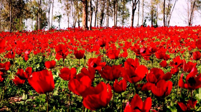 פסטיבל דרום אדום (צילום: רפי בביאן)