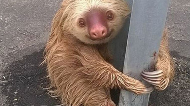 העצלן שנלכד בכביש המהיר באקוודור (צילום: רשות התחבורה של אקוודור)