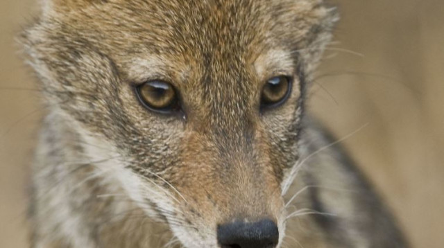 תן (צילום: פלאש 90)