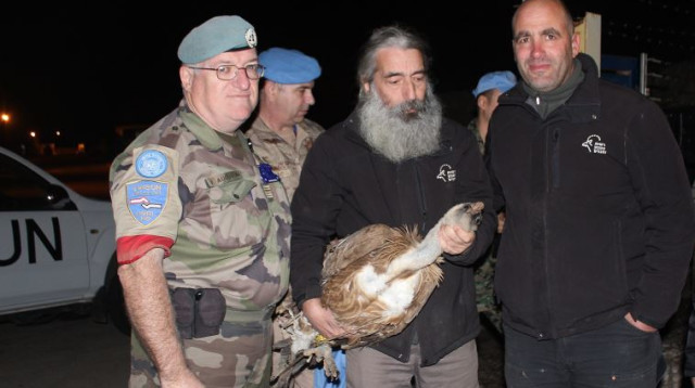 הנשר הישראלי מוחזר מלבנון (צילום: מוטי דולב - רשות הטבע והגנים)