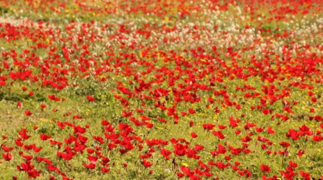 הנגב המערבי יער שוקדה (צילום: גלית בוזגלו, קק"ל)