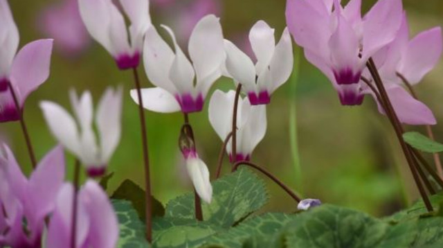 פריחת רקפות, היום (צילום: מיכאל חורי)