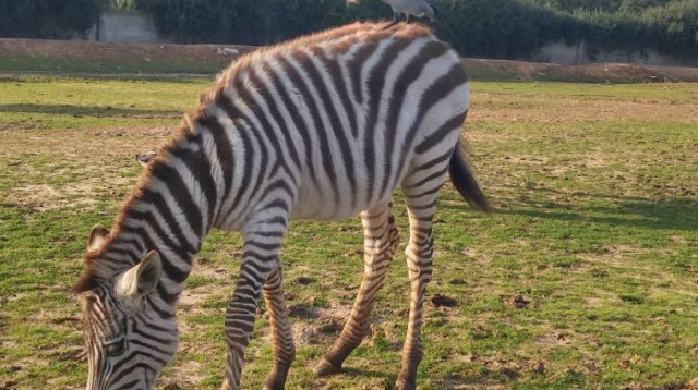 פגישת הזברה והעורב בספארי (צילום: באדיבות הספארי)