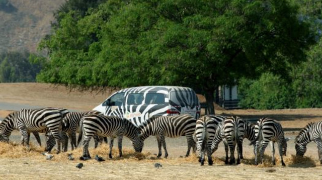 ספארי רמת גן, ארכיון (צילום: משה שי, פלאש 90)