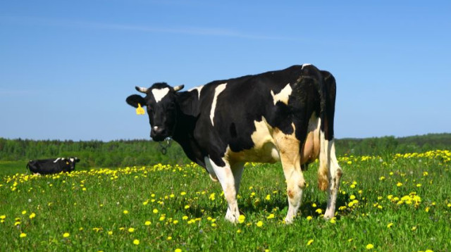 פרה באחו (צילום: אינגאימג)