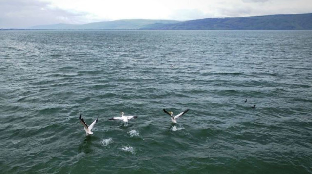 שקנאים מעל  לכינרת (צילום: אבי אריש רשות הכינרת)