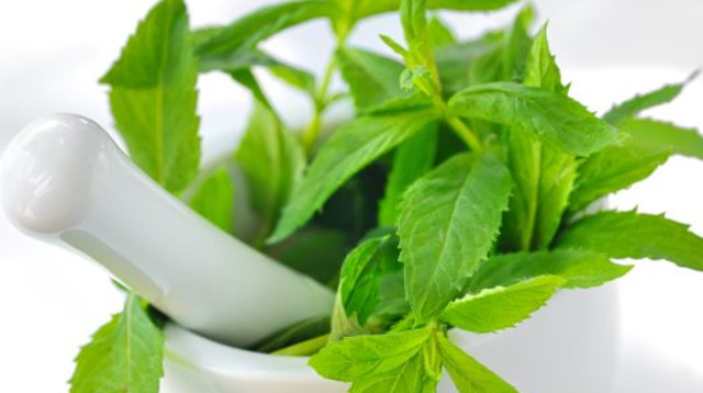 צמחי מרפא (צילום: אינגאימג')