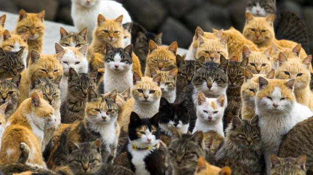 אאושימה, אי החתולים (צילום: רויטרס)