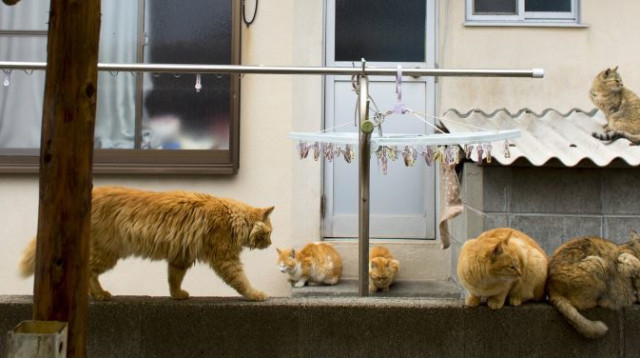 אאושימה, איש החתולים (צילום: רויטרס)