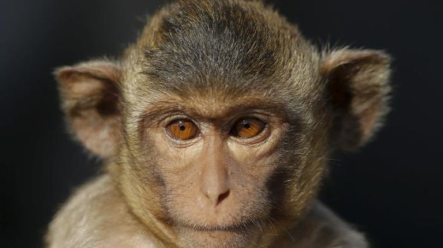 קוף קטן. צילום אילוסטרציה (צילום: רויטרס)