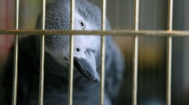 תוכי (צילום: ingimage ASAP)