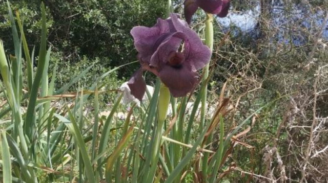 אירוס הגלבוע  (צילום: קק"ל)