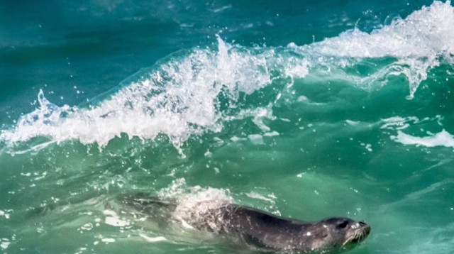 כלב ים נזירי  (צילום: חגי קרפ)