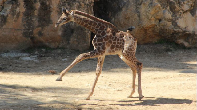 גורי הג'ירפות בגן החיות התנ"כי (צילום: שי בן עמי)