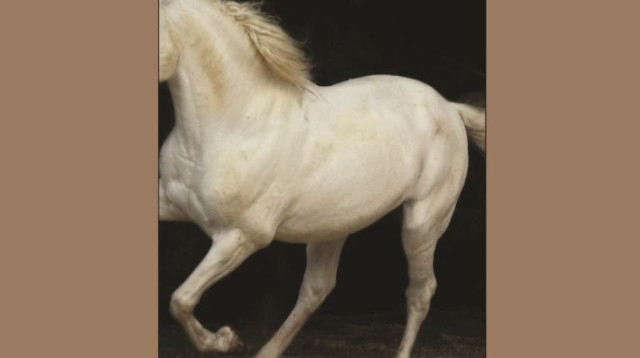 "רוח הרפאים של אלכסנדר וולף", גאיטו גזדנוב, מרוסית: סיון בסקין, סדרת "הפרוזה שלי", אחוזת בית, 176 עמ (צילום: יח"צ)