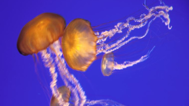 מדוזות (צילום: אינגאימג)