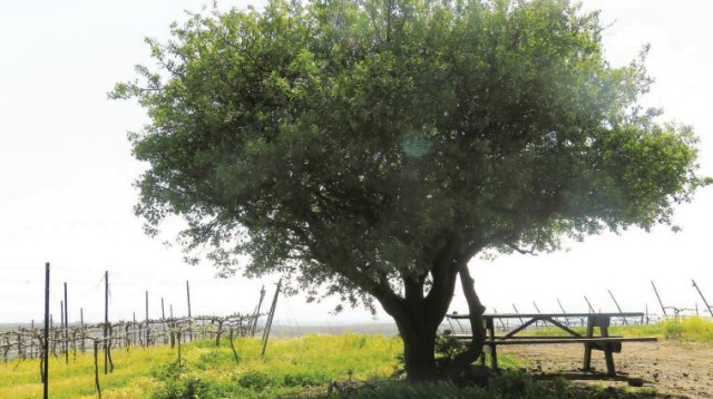 סיור יין ברמת הגולן (צילום: מיטל שרעבי)