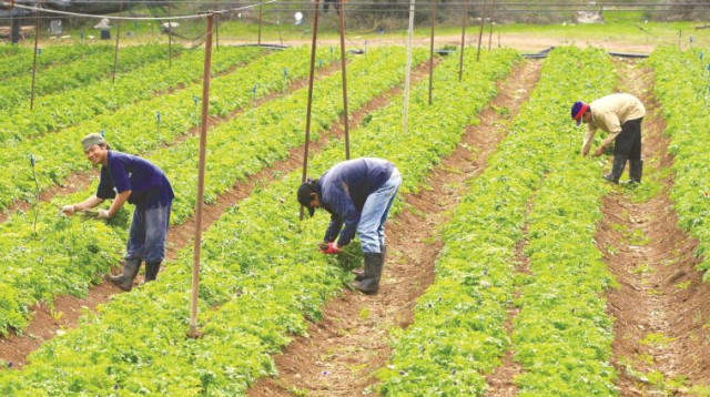 עובדים זרים בחקלאות (צילום: נתי שוחט, פלאש 90)