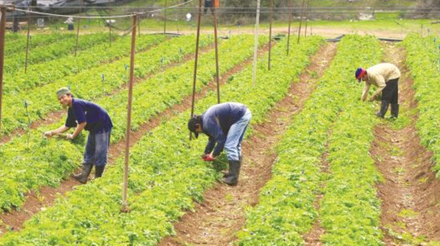 עובדים זרים בחקלאות (צילום: נתי שוחט, פלאש 90)