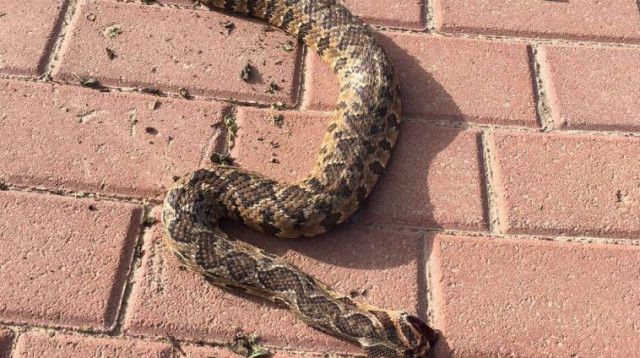 נחש הצפע שהכיש את שקד אברהם (צילום: באדיבות המשפחה)