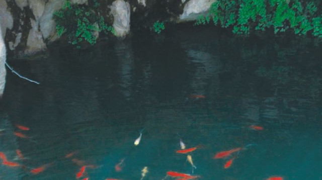 בריכה בשביל המעיינות, חבל בנימין (צילום: מיטל שרעבי)