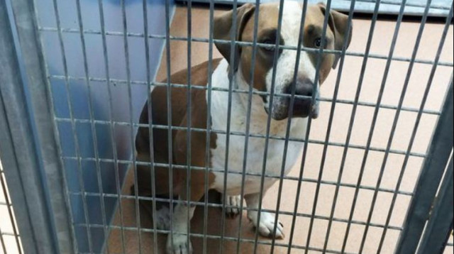 הכלב פולו שתקף את התינוק בקליפורניה (צילום: רויטרס)